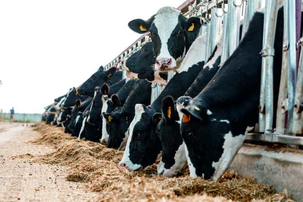 Dairy Farm Management (Fundamental)